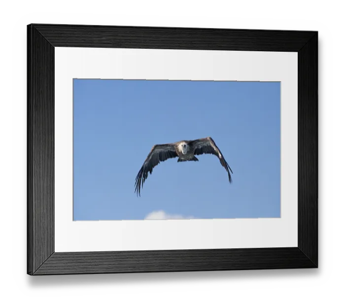 Framed Print : Eurasian Griffon Vulture (gyps fulvus) Framed Print : Eurasian Griffon Vulture (gyps fulvus)