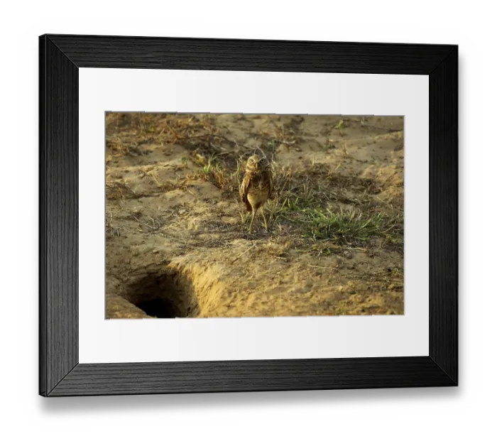 Framed Print : Borrowing Owl (athene cunicularia)
