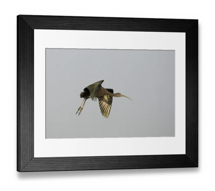 Framed Print : Green (mesembrinibis cayennensis) Heron