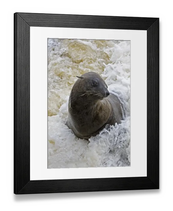 Framed Print : South African Fur Seal (arctocephalus pusillus)