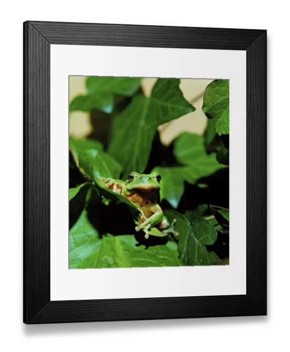 Framed Print : EUROPEAN TREE FROG (hyla arborea)