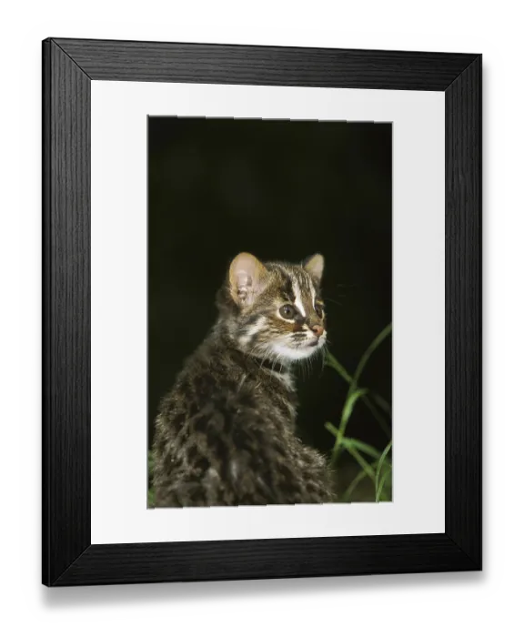 Framed Print : Amur Leopard Cat (prionailurus bengalensis) or Siberian Leopard Cat euptilura