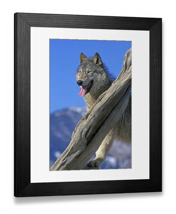 Framed Print : North American Grey Wolf (canis lupus occidentalis)