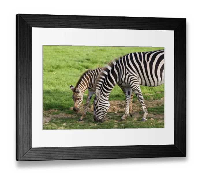 Framed Print : Grant's Zebra (equus burchelli) boehmi Framed Print : Grant's Zebra (equus burchelli) boehmi