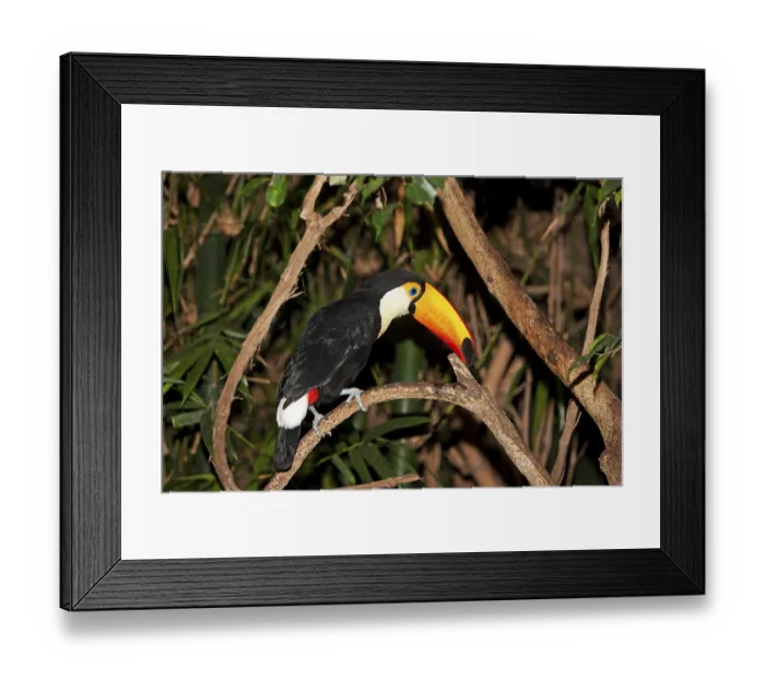 Framed Print : Toco Toucan (ramphastos toco), Adult standing on Branch