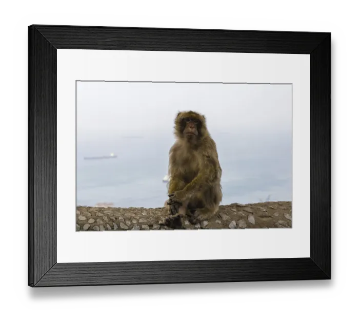 Framed Print : Barbary macaque, Barbary ape or rock ape (Macaca sylvanus) against Gibraltar with its harbour and Bay of Gibraltar Framed Print : Barbary macaque, Barbary ape or rock ape (Macaca sylvanus) against Gibraltar with its harbour and Bay of Gibraltar