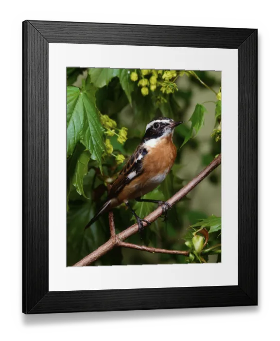 Framed Print : Whinchat (Saxicola rubetra), male