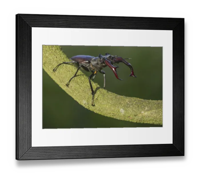 Framed Print : Stag beetle (Lucanus cervus) Lower Saxony, Germany