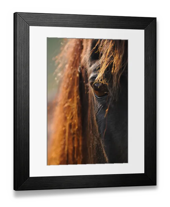 Framed Print : American Quarter Horse, eye