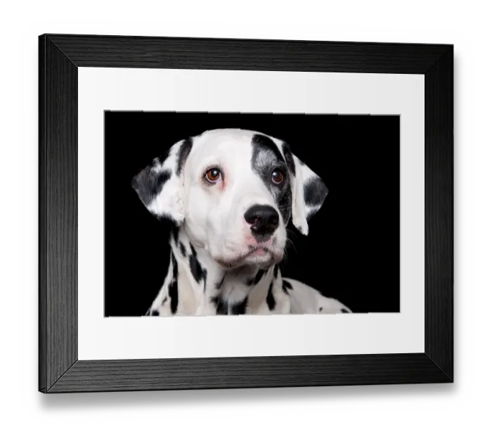 Framed Print : Dalmatian, male, 11 years old, old dog