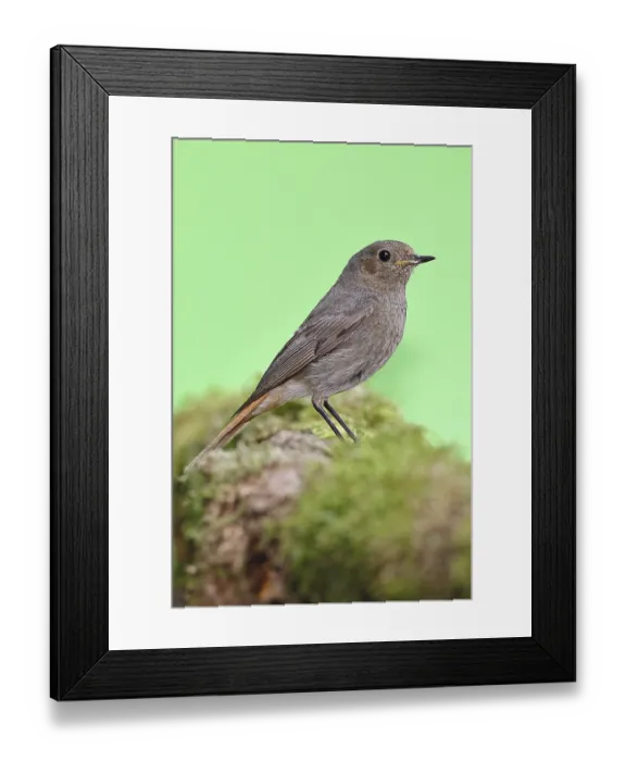 Framed Print : Black redstart (Phoenicurus ochruros) Framed Print : Black redstart (Phoenicurus ochruros)