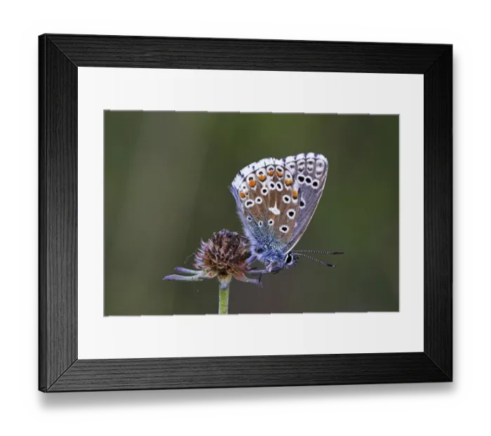 Framed Print : Common blue, (polyommatus icarus) Framed Print : Common blue, (polyommatus icarus)