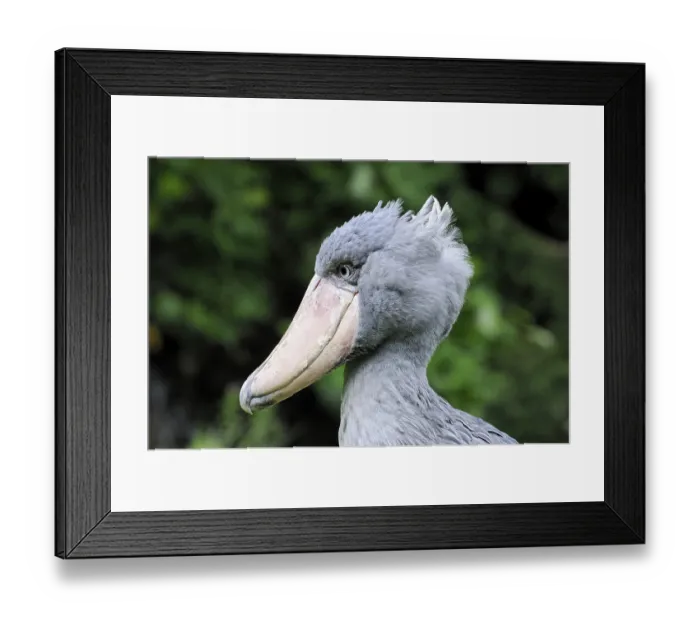 Framed Print : Shoebill (Balaeniceps rex), Abu Markub