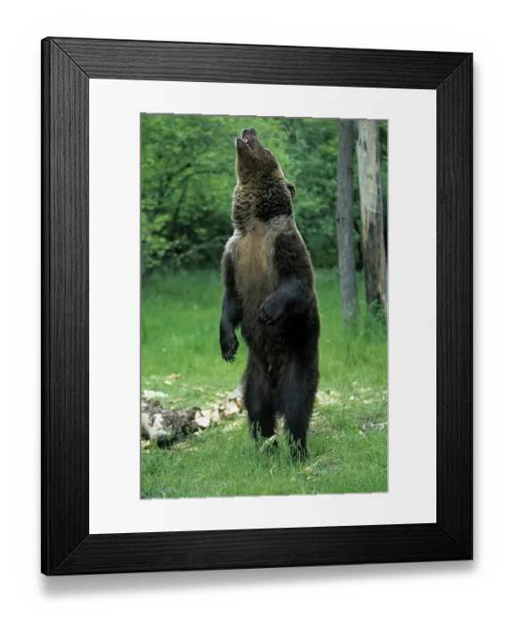 Framed Print : Grizzly bear (Ursus arctos horribilis) Framed Print : Grizzly bear (Ursus arctos horribilis)