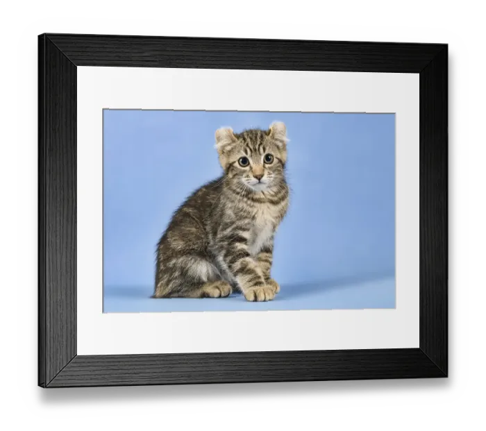 Framed Print : Breedcat American Curl (Felis silvestris catus) Framed Print : Breedcat American Curl (Felis silvestris catus)