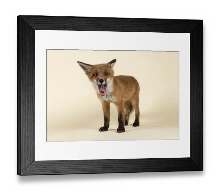 Framed Print : Red fox (Vulpes vulpes), with open mouth Framed Print : Red fox (Vulpes vulpes), with open mouth
