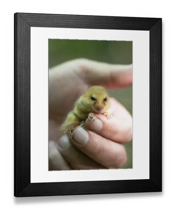 Framed Print : Hazel dormouse (Muscardinus avellanarius) Framed Print : Hazel dormouse (Muscardinus avellanarius)