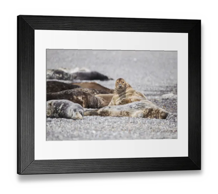 Framed Print : Grey seal (Halichoerus grypus) Framed Print : Grey seal (Halichoerus grypus)