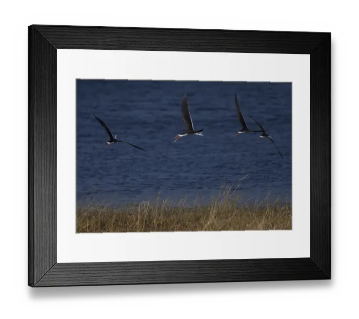 Framed Print : African Skimmer (Rynchops flavirostris) flying over the Chobe River Framed Print : African Skimmer (Rynchops flavirostris) flying over the Chobe River