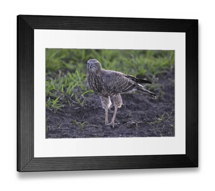 Framed Print : Silver Singing Goshawk, also known as pale chanting goshawk (Melierax canorus) juvenile Framed Print : Silver Singing Goshawk, also known as pale chanting goshawk (Melierax canorus) juvenile