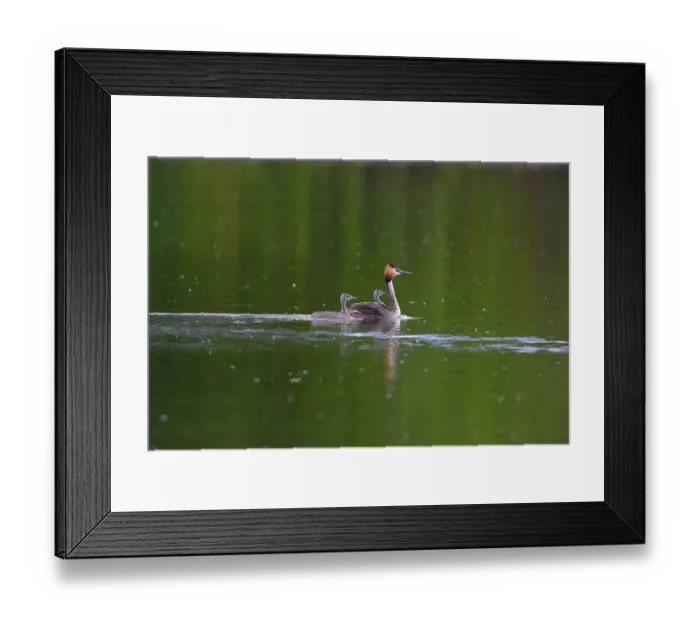 Framed Print : A great crested grebe (Podiceps Scalloped ribbonfish) and her two chicks swimming peacefully on a green lake