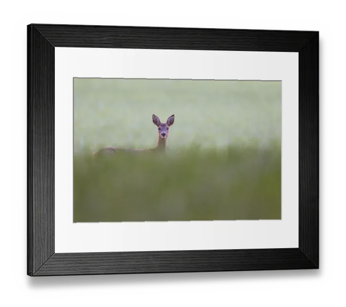 Framed Print : European roe deer (Capreolus capreolus) (Roe Deer)