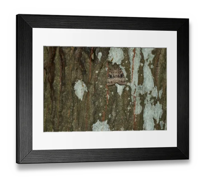 Framed Print : Pyramideneule (Amphipyra pyramidea) in Sachsen Framed Print : Pyramideneule (Amphipyra pyramidea) in Sachsen