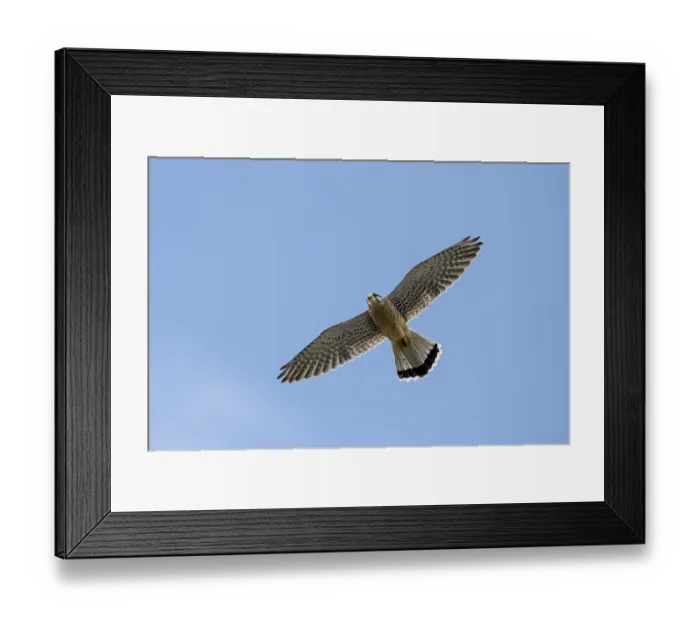 Framed Print : Common Kestrel on the hunt. Common Kestrel on the hunt against blue sky Framed Print : Common Kestrel on the hunt. Common Kestrel on the hunt against blue sky