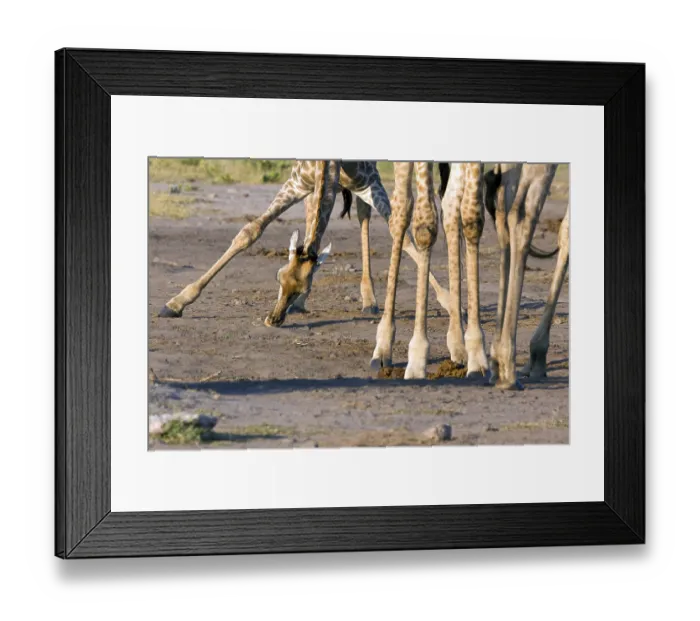 Framed Print : Giraffe licking salt