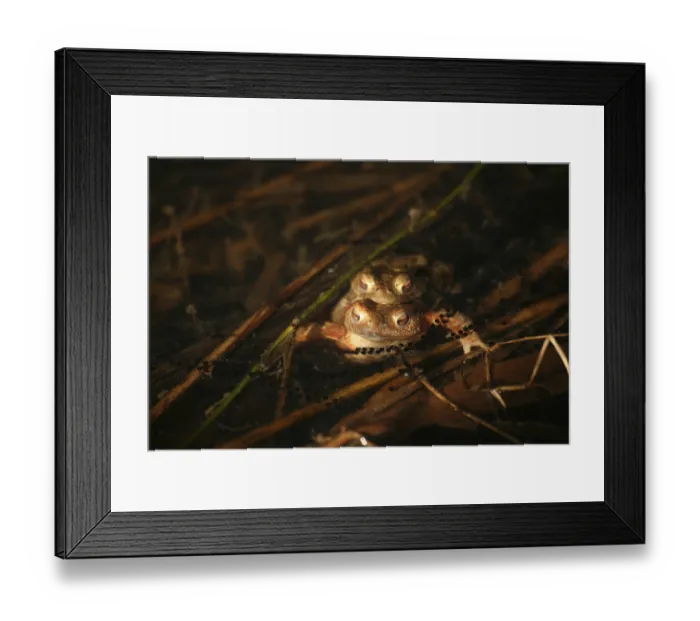 Framed Print : Two common toads (Bufo bufo) with spawn in a pond Framed Print : Two common toads (Bufo bufo) with spawn in a pond