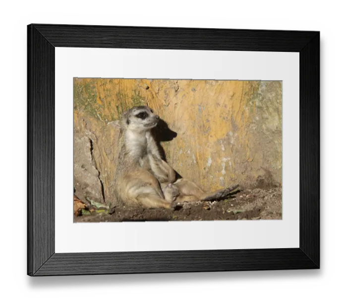 Framed Print : Meerkat Framed Print : Meerkat