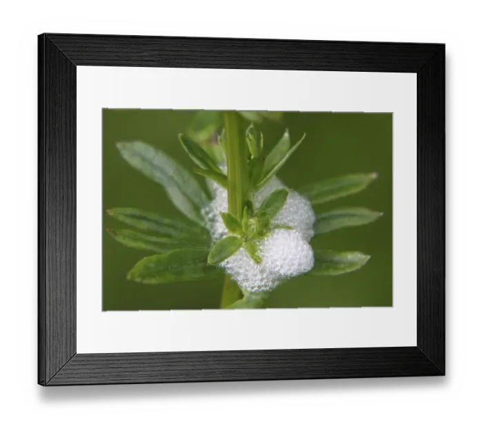Framed Print : Cuckoo saliva of a foam cicada