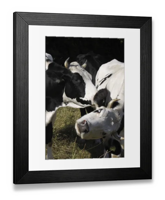 Framed Print : Cuddly cows Framed Print : Cuddly cows