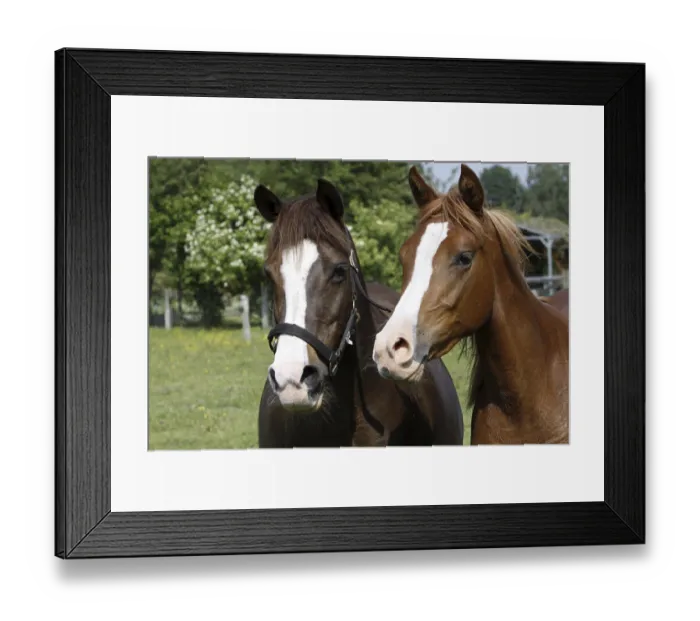 Framed Print : Galloping Arabian horse in a pasture Framed Print : Galloping Arabian horse in a pasture