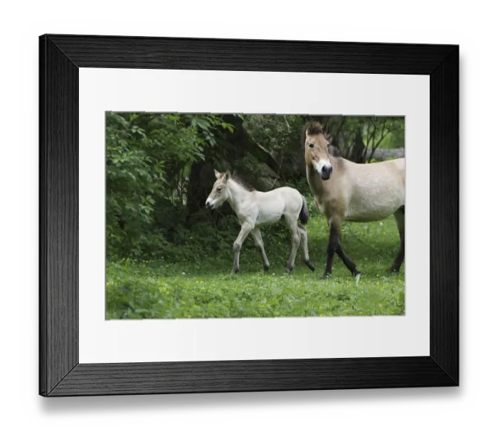 Framed Print : Przewalski horses Framed Print : Przewalski horses