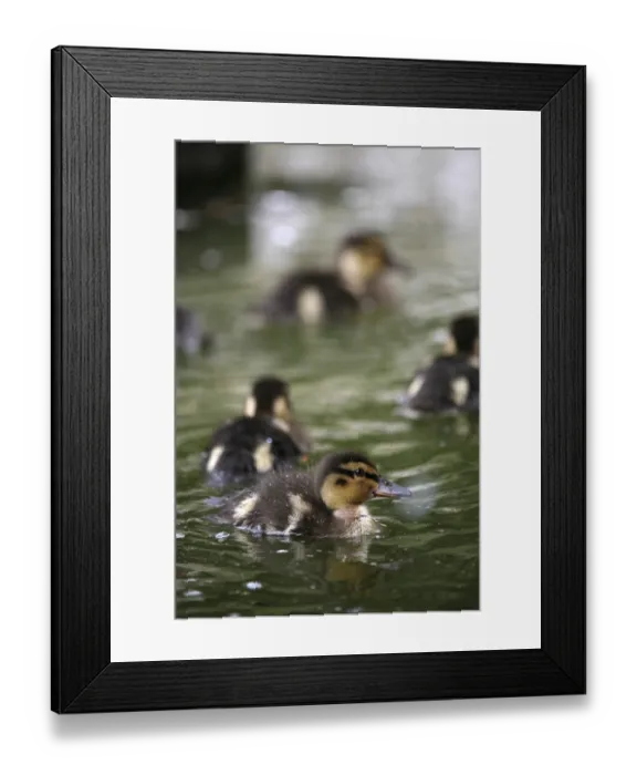 Framed Print : Mallard duck offspring Framed Print : Mallard duck offspring