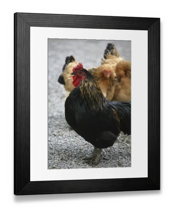 Framed Print : Useful sash