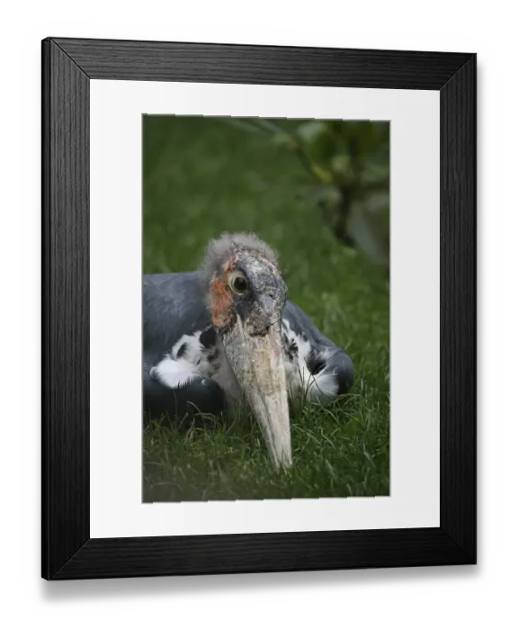 Framed Print : A striking personality Framed Print : A striking personality