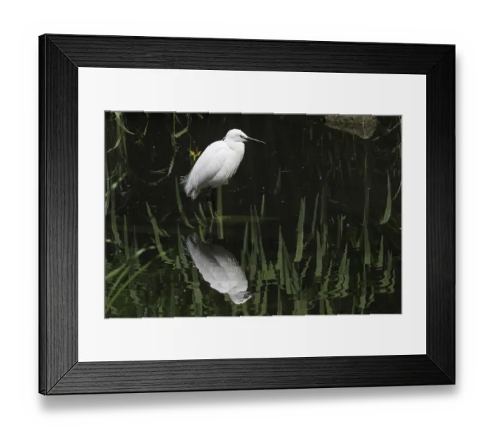 Framed Print : Little Egret