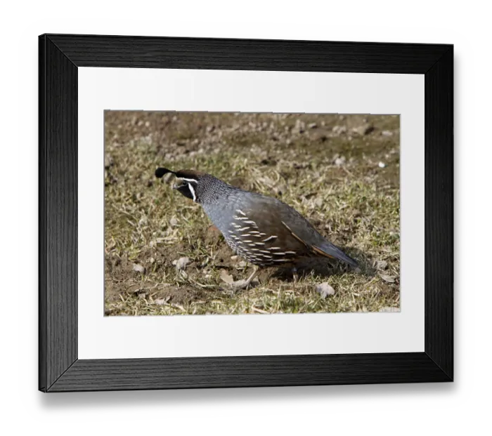 Framed Print : Crested quail