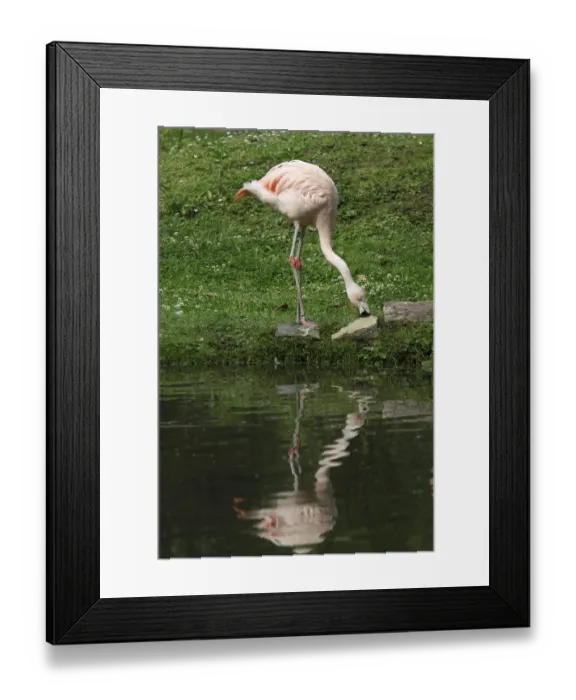 Framed Print : Flamingo