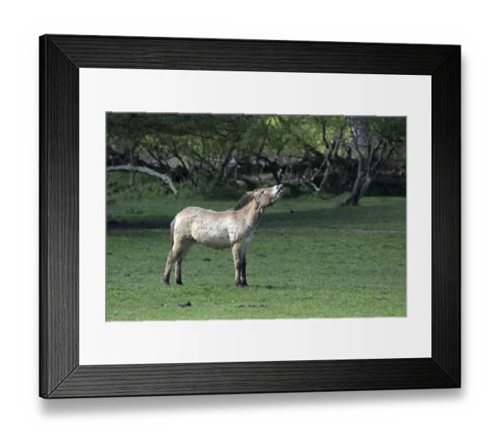Framed Print : Przewalski's horse Przewalski's horse
