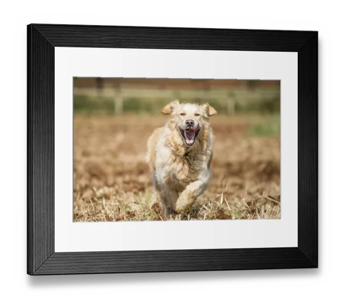 Framed Print : Golden Retriever at running through the fields at full speed
