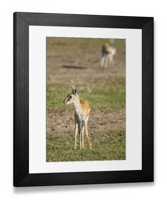Framed Print : A young thomson gazelle stand, facing the viewer