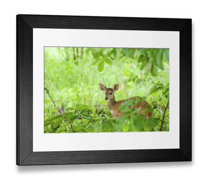 Framed Print : A bushbuck stand quietly in the thick green vegitation of the Okavango Delta