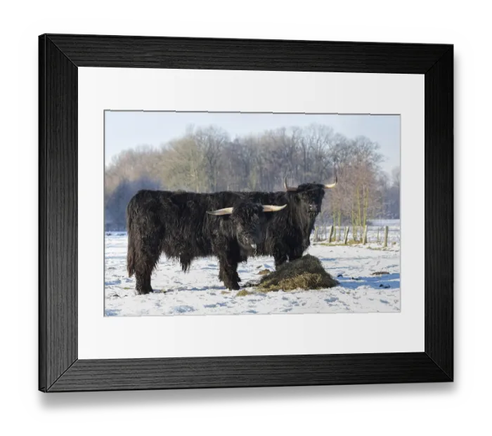 Framed Print : Two black scottish highlanders in winterly snow landscape Framed Print : Two black scottish highlanders in winterly snow landscape