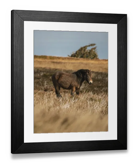 Framed Print : An Exmoor Pony, seen on Porlock Hill in Somerset Framed Print : An Exmoor Pony, seen on Porlock Hill in Somerset