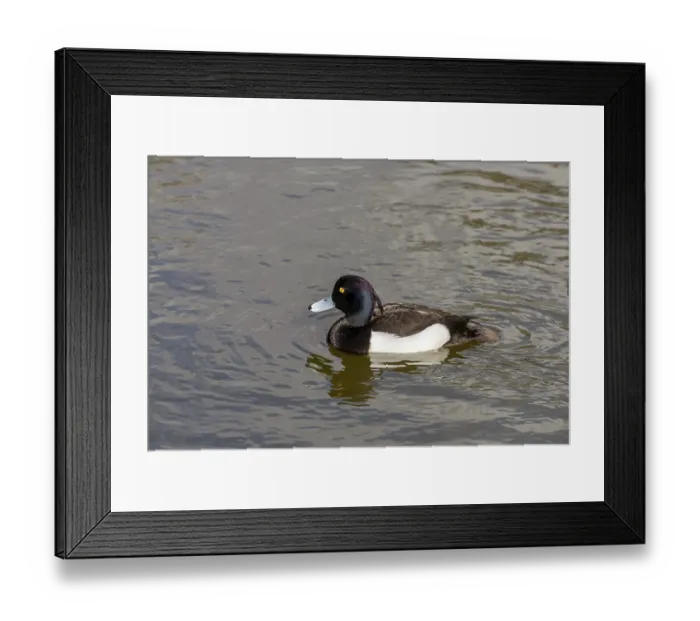 Framed Print : Tufted Duck (Aythya fuligula) Framed Print : Tufted Duck (Aythya fuligula)