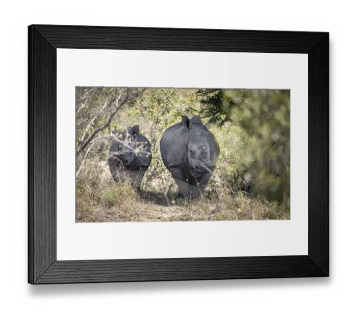 Framed Print : White Rhinoceros (Ceratotherium Simum) in Kruger National Park Framed Print : White Rhinoceros (Ceratotherium Simum) in Kruger National Park