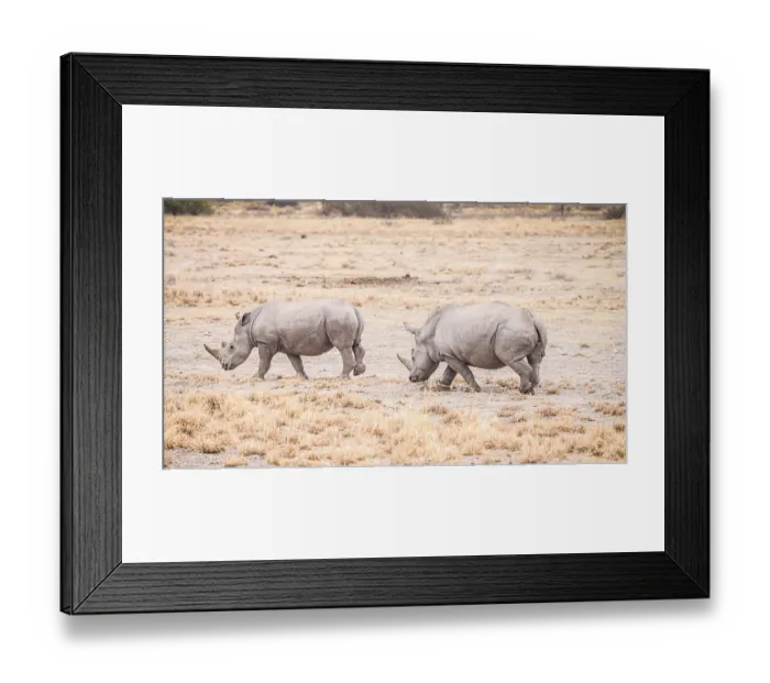 Framed Print : White Rhinoceros spotted in the Khama Rhino Sanctuary Framed Print : White Rhinoceros spotted in the Khama Rhino Sanctuary